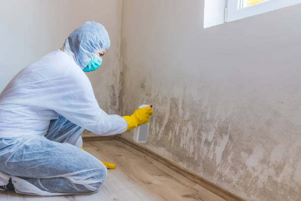 Licensed Attic Mold Removal service in Garland, TX - WQB Mold Removal