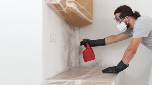 Professional Attic Mold Removal technician working in Garland, TX