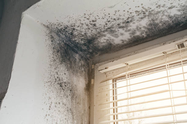 Affordable Attic Mold Removal solutions in Garland, TX