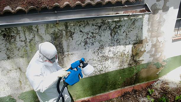 Top rated local Attic Mold Removal specialists in Garland, TX